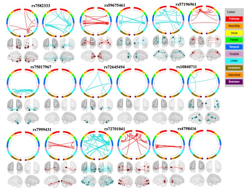 Longitudinal network regression for brain connectome genetics